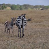  The Serengeti, TZ